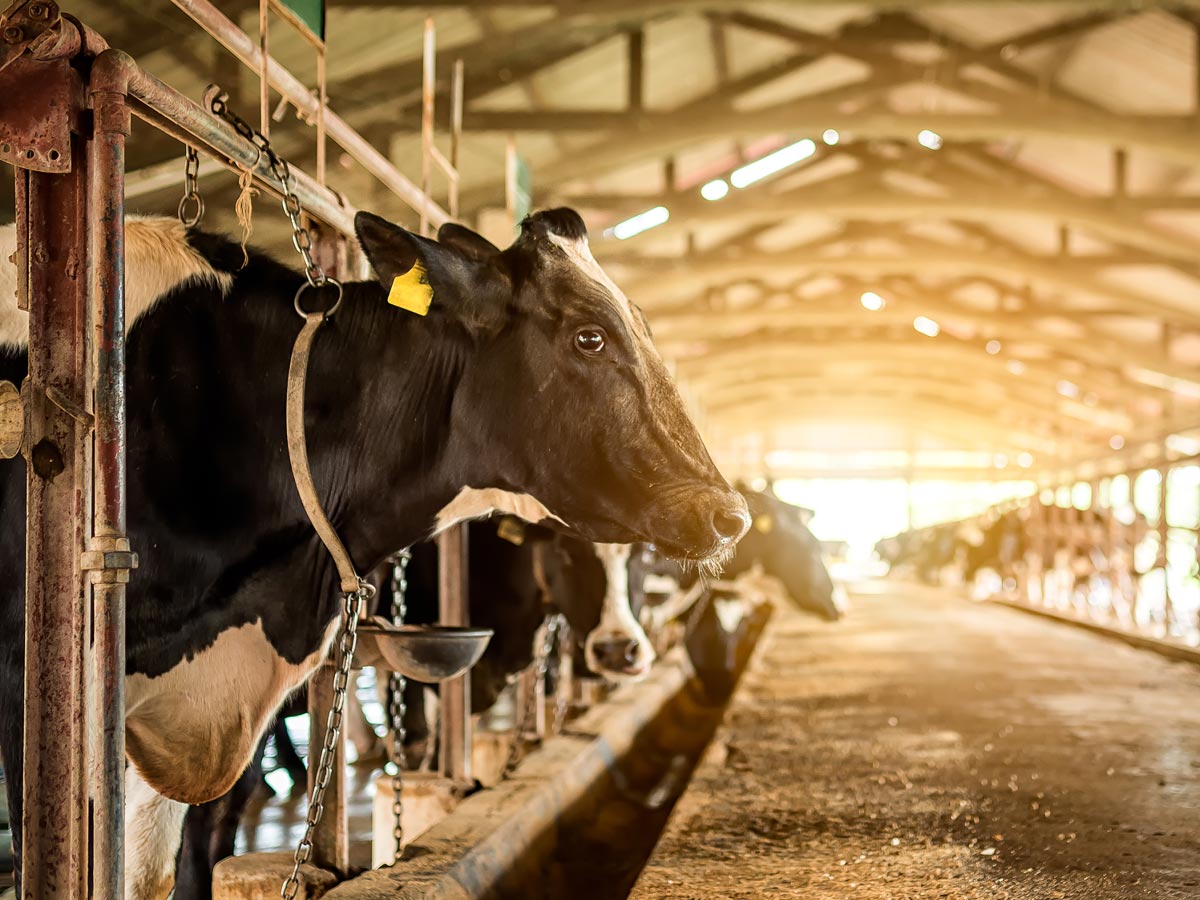 Mist systems for dairy applications